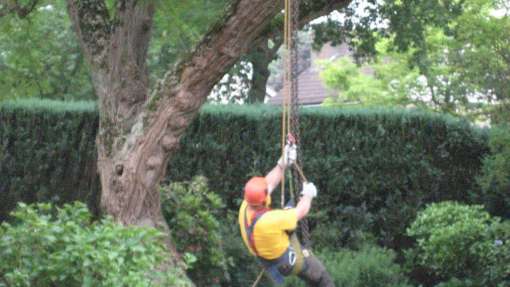 Bomen rooien in Lage Zwaluwe